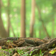 Many Large roots of a tree in front of blurred green trees background